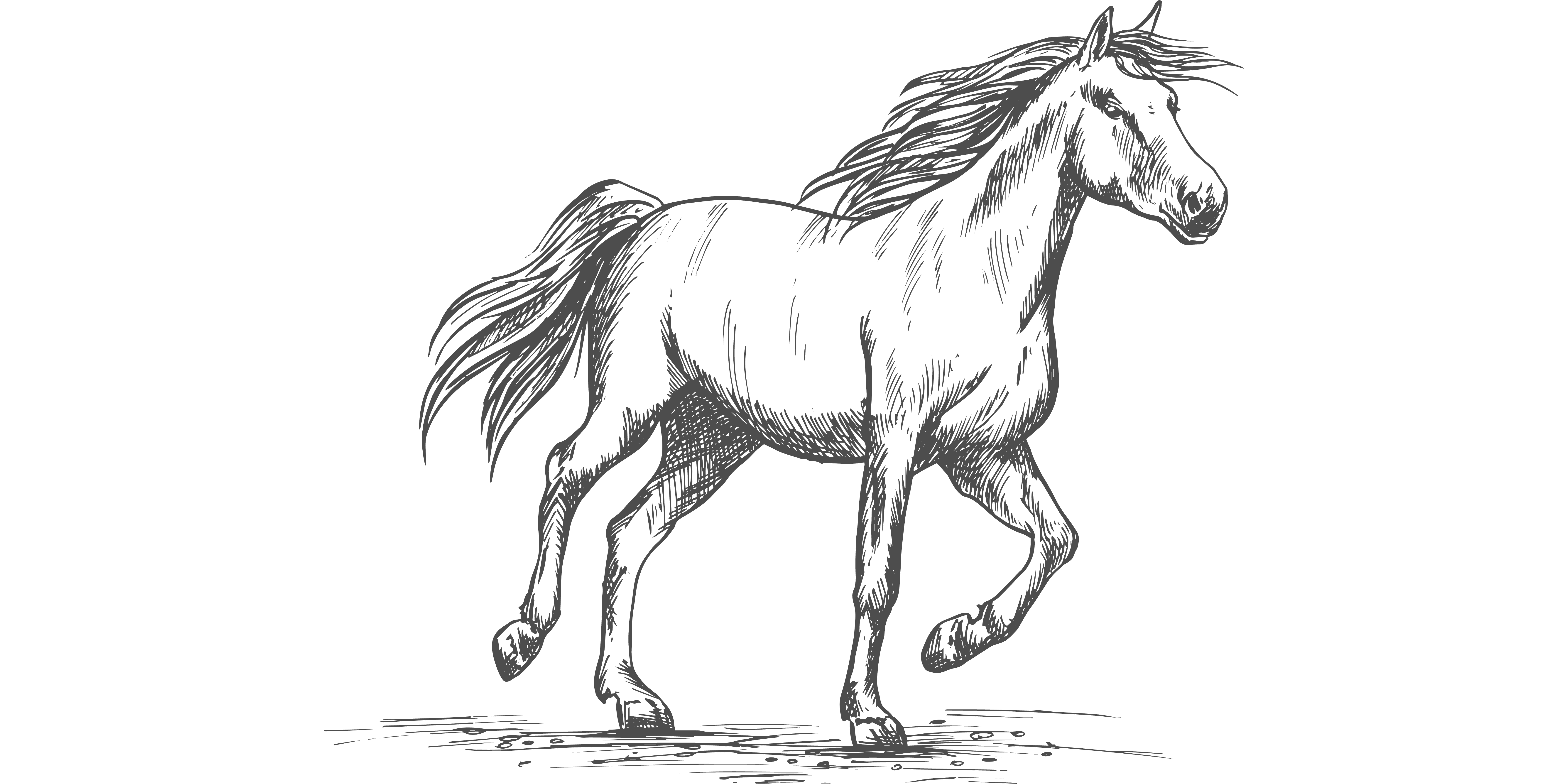 Hoof Taps and High Hopes: The Pygmalion Effect