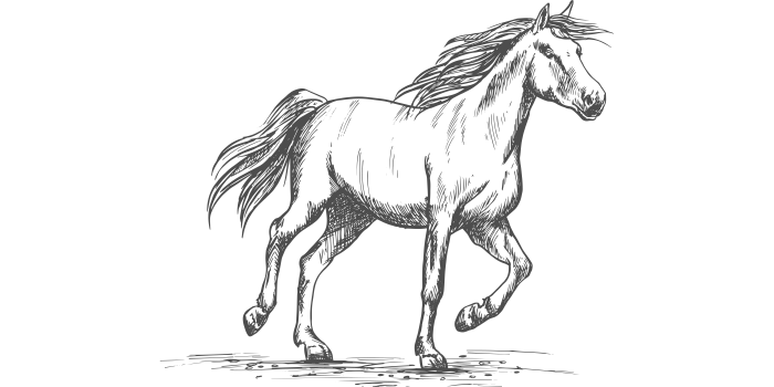 Hoof Taps and High Hopes: The Pygmalion Effect